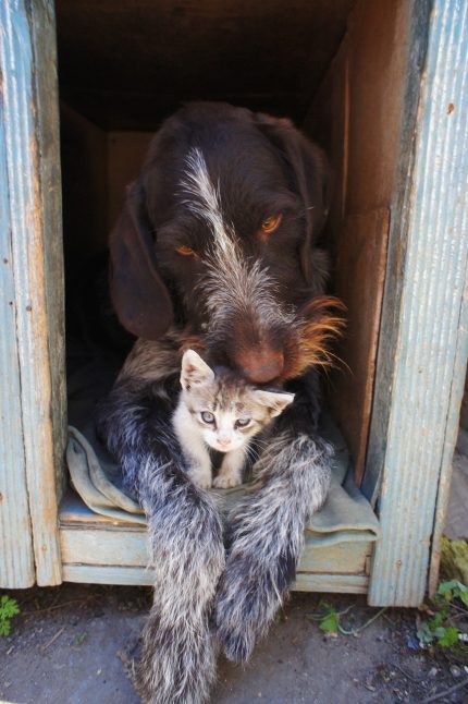 dog-and-kitten-211503_1280